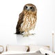 Wide-Eyed New Zealand Owl Wall Decal