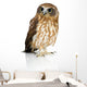 Wide-Eyed New Zealand Owl Wall Decal
