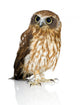 Wide-Eyed New Zealand Owl Wall Decal