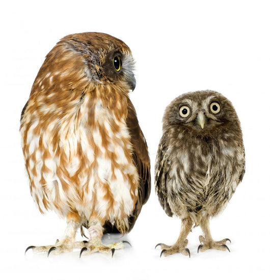 Female Owl and a Owlet Wall Decal