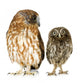 Female Owl and a Owlet Wall Decal