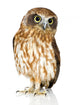 New Zealand Owl Wall Decal