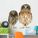 Owl and a Owlet Wall Decal