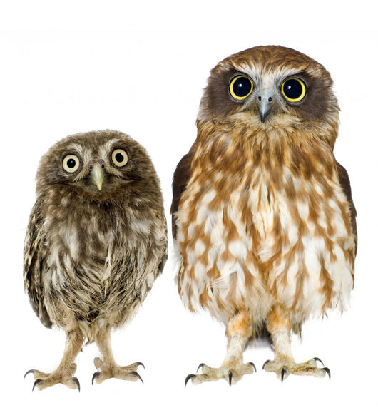 Owl and a Owlet Wall Decal