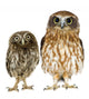 Owl and a Owlet Wall Decal