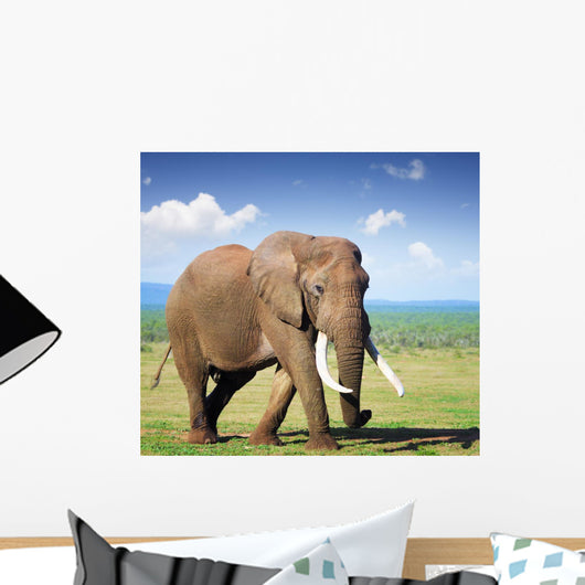 Elephant with Large Tusks