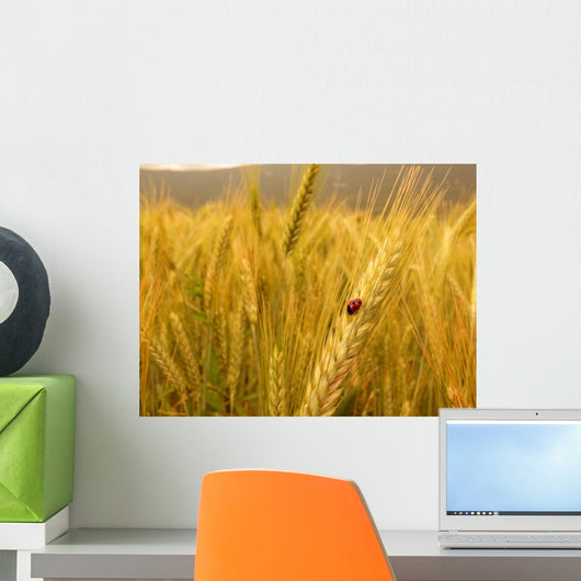 Ladybird Golden Barley