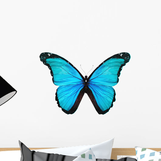 Morpho turquoise butterfly , isolated on white Wall Decal