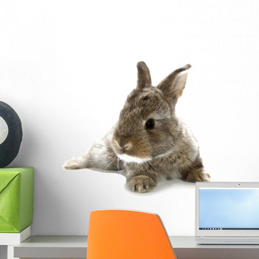 Gray Rabbit Bunny Baby Wall Decal
