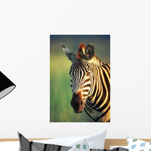 Zebra Portrait