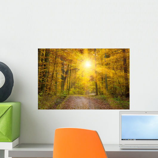 Sun Autumn Forest Swabian