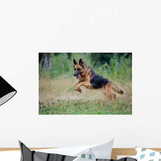 German Shepherd Runs Free
