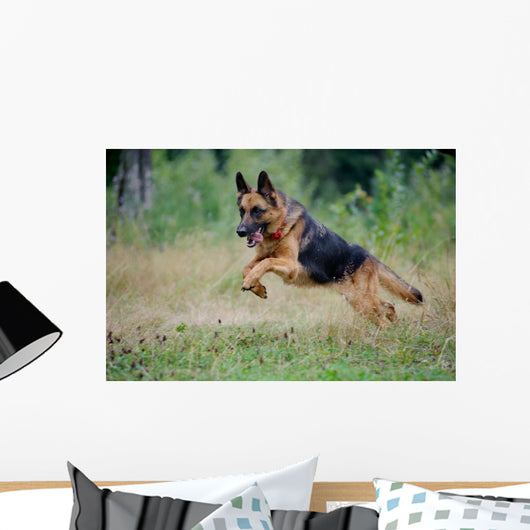 German Shepherd Runs Free