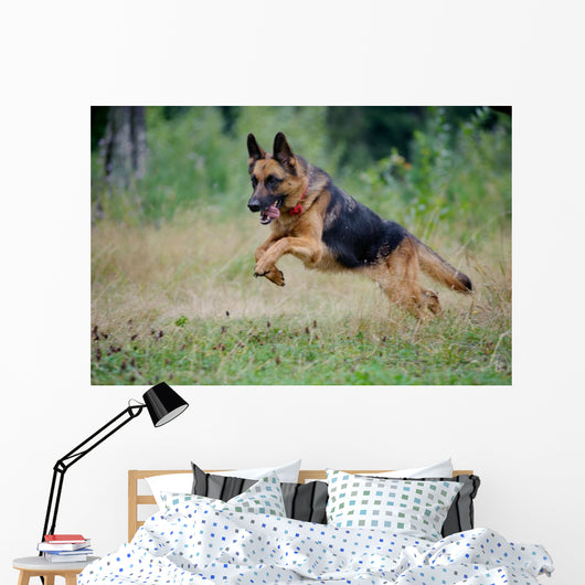 German Shepherd Runs Free