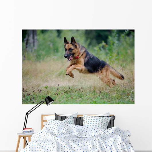 German Shepherd Runs Free