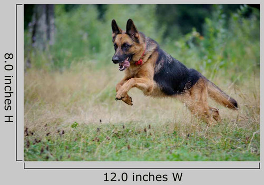 German Shepherd Runs Free