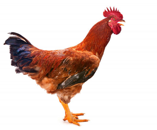 Red Rooster