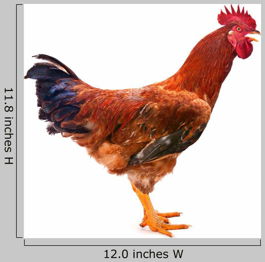 Red Rooster