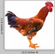 Red Rooster