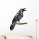 Crow