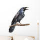 Crow