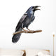 Crow