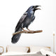Crow
