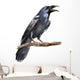 Crow