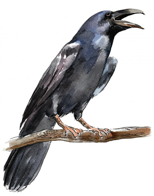 Crow