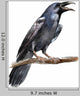 Crow