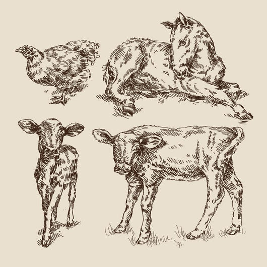 Animals