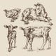 Animals