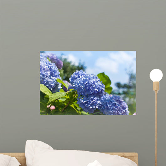 Blue Hydrangea Flowers