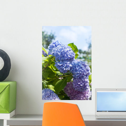 Blue Hydrangea Flowers