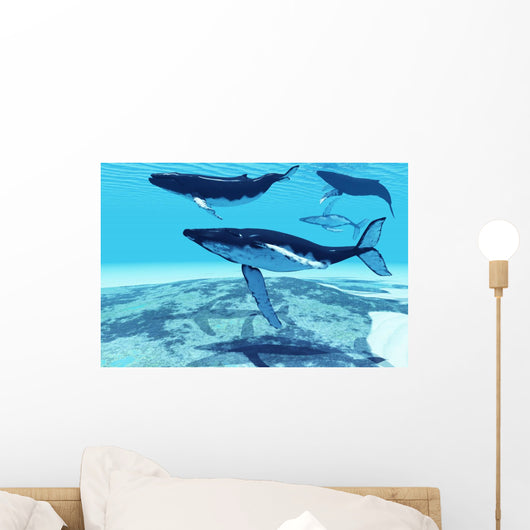 Whale Pod