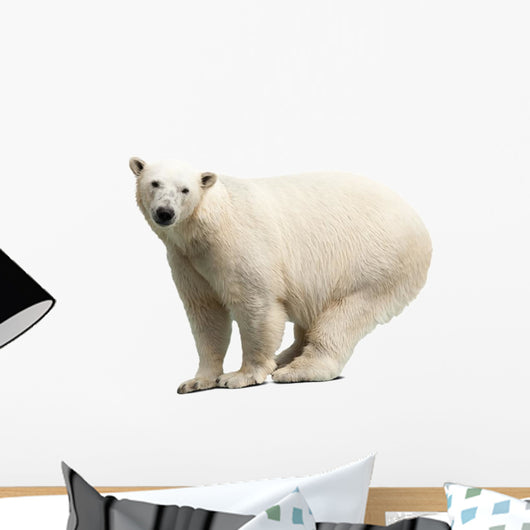 Polar Bear over White