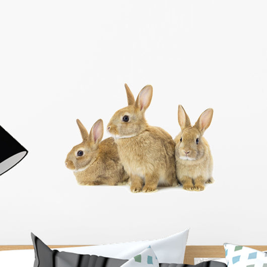 Three Brown Rabbits