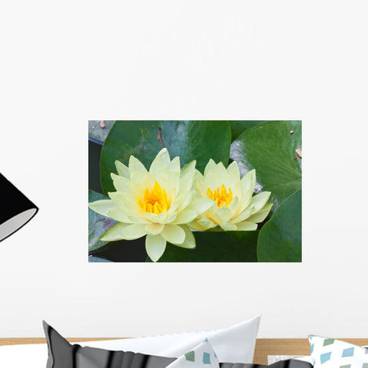 White Lotus