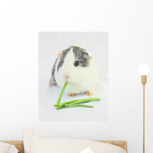 Pig Turkey Eating Green