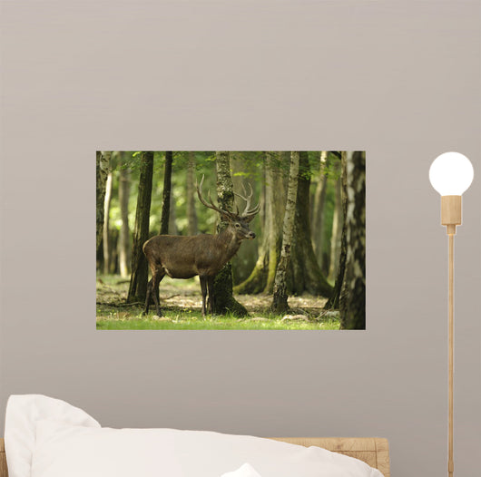 Deer