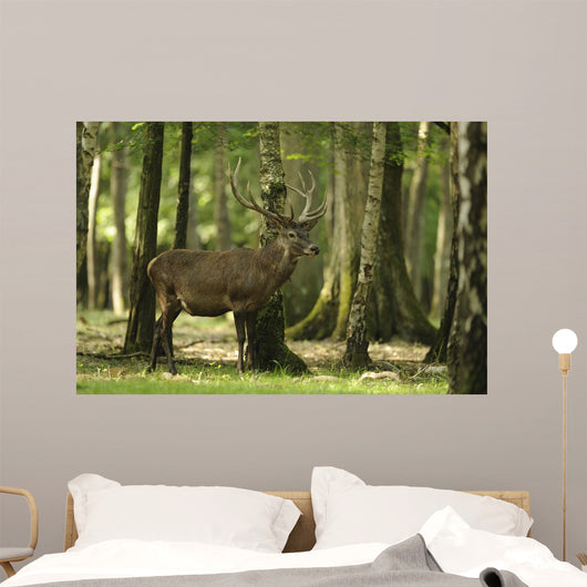Deer