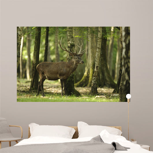 Deer