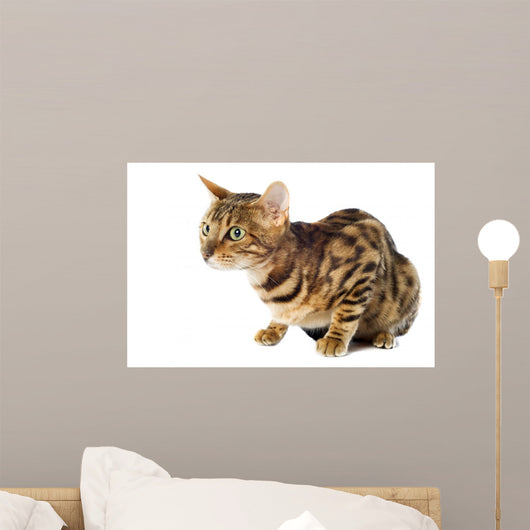Bengal Cat