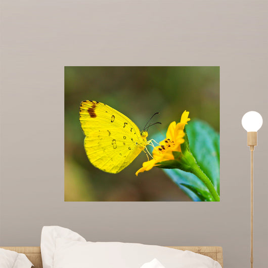 Butterfly Wall Mural
