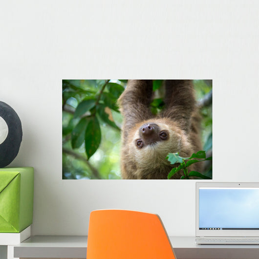 Two-toed Sloth