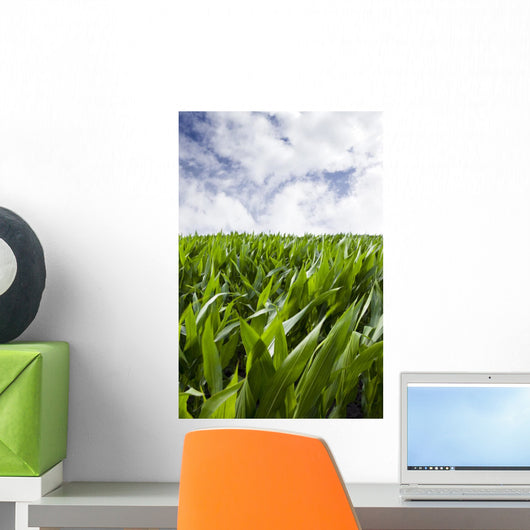 Corn Crop Cereal Field
