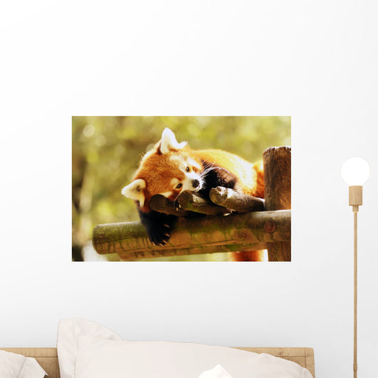 Red Panda
