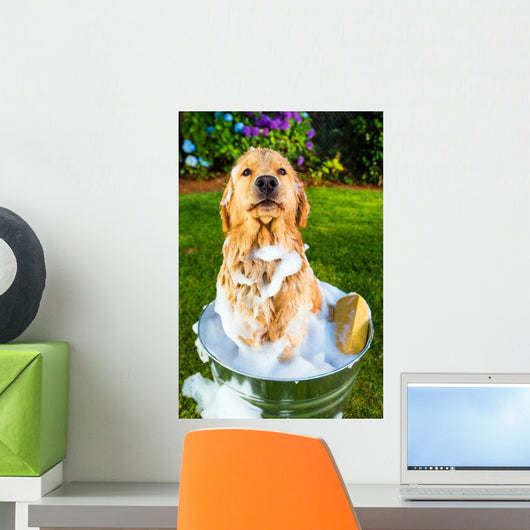Golden Retriever Dog Getting