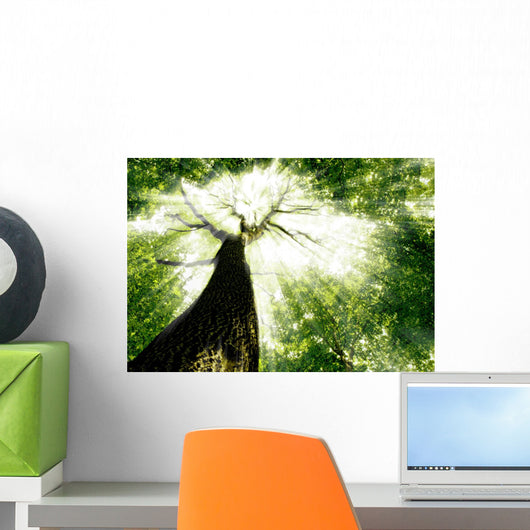 Forest Trees Nature Green
