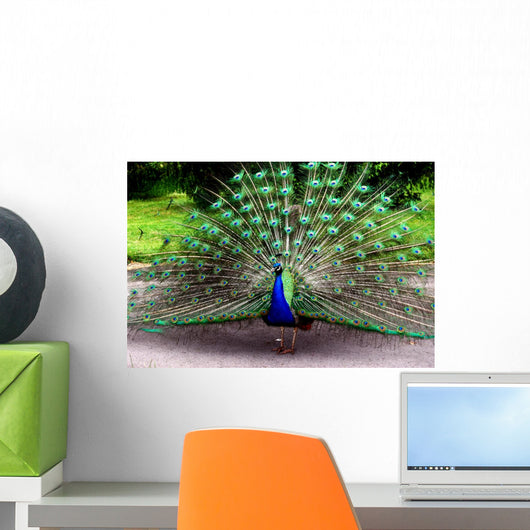 Peacock Wall Mural